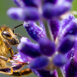 Worker bee on a flower for header image