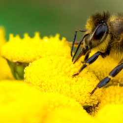 Image of a bee on flowers
