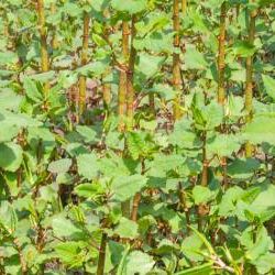 Japanese Knotweed Plant Growing. Used as Legal Action Header Image
