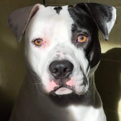 Divorce: Who Keeps the Dog?